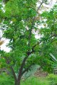 Avocatier. PERSEA americana. Amérique du sud. Lauraceae. 6-10m
